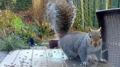 Grey Pilgrim/BBC Weather Watchers A squirrel standing on a wooden table in a back garden in Wednesfield, Wolverhampton.