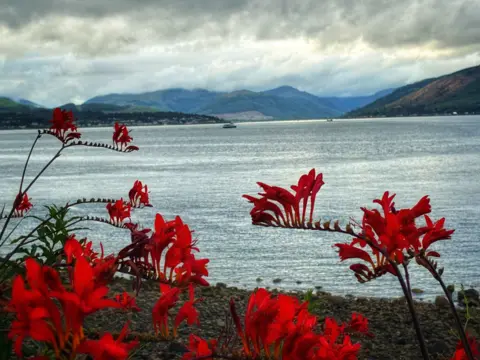 Tom Fabling Bright red flowers bloom along a rocky shoreline beside a calm loch. Mountains rise in the background beneath a dramatic sky of thick grey clouds, with a small boat visible on the water.