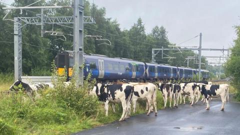 black and white cows standing close to a train line