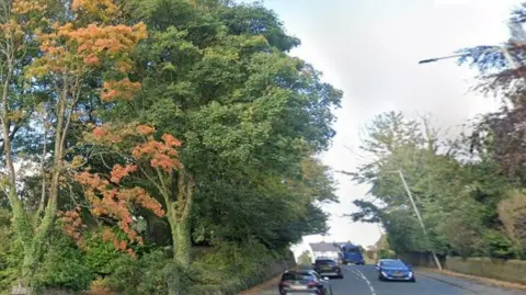 Google Cars on a busy road with large trees either side