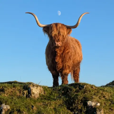 James King A highland cow standing on a grassy mound. The cow is orange with large curved white horns. The mound is covered in grass. Above the cow on a blue sky, the moon can be seen between the horns.