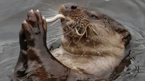 An otter lies on its back in water, its paws pressed together in an appearance of prayer. It is eating a large worm or eel-like creature. 