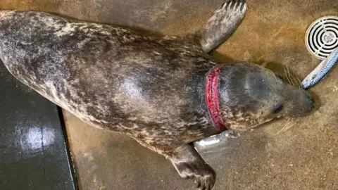 Gower Seal Society Deep wound around seal's neck