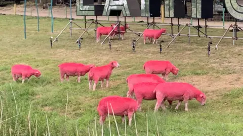 Eight sheep spray-painted pink grazing in front of a large mirrored sign which reads Latitude