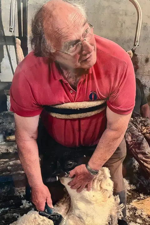 Jim Gully Eddie Gully, and balding man with glasses, is wearing a red polo shirt and leaning into a back support device as he shears a sheep.