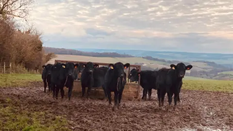 Several black cows stand staring at the camera. Some of them have hay in their mouths. Behind them is a wooden structure that houses their feed. The ground underneath their feet is very muddy and rolling hills stretch to the horizon behind them. 