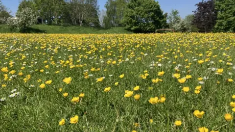 A sea of buttercups on a playing field in Taunton. A rusty set of goal post is visible in the distance.