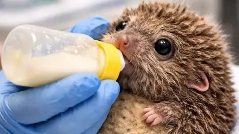 Baby Haggis