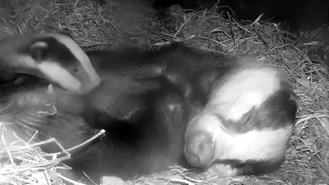 Kate MacRae A black and white image of two badgers rolling in the hay.