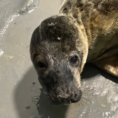 Chloe Drew A grey seal pup looking into the camera