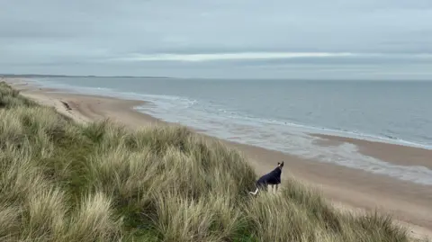 Weather Watchers/Dave A dog standing on the grassy dunes of a beach, wearing a little coat. He stares out across the beach towards the sea, which reflects a steel-blue, cloudy sky.