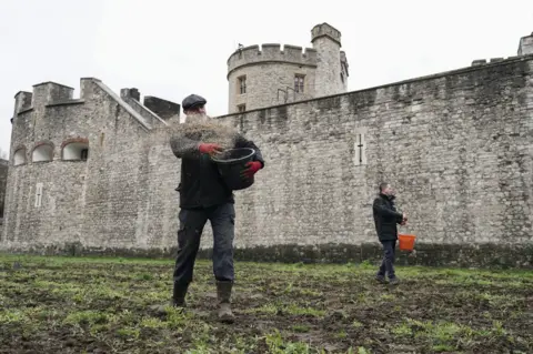 PA Media A man holding a bucket throws seeds onto the ground as work continues to prepare the moat in bloom of the Tower of London 