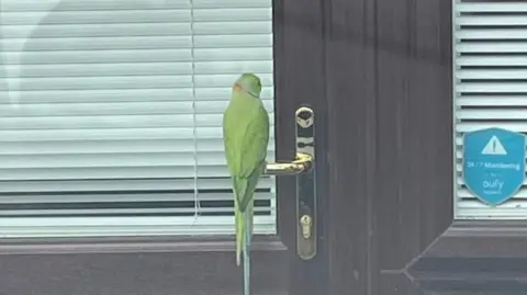 Victoria Powell A green bird perched on the handle of a door