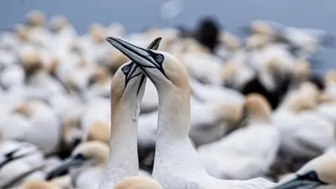 Getty Images Two gannets touching beaks with their long necks extended. Lots of blurred gannets in the background.