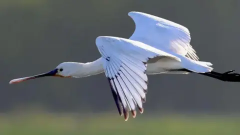 RSPB Flying spoonbill