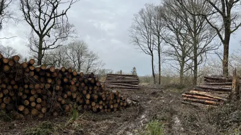 Three piles of lopped conifer trees
