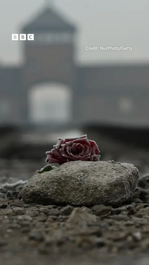 A rose in front of Auschwitz