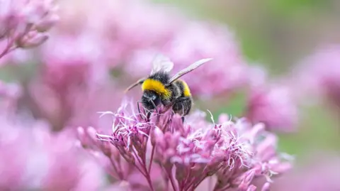 Getty A bee collecting pollen from a pink flower