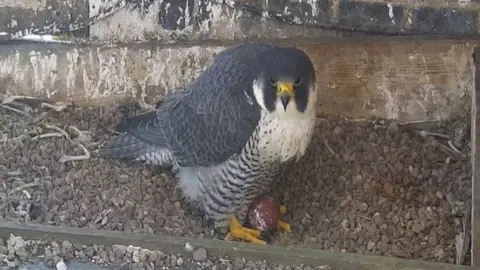 The peregrine falcon with a black and white coat, in a gravel nest and a red egg between its legs. The falcon stares straight into the camera.