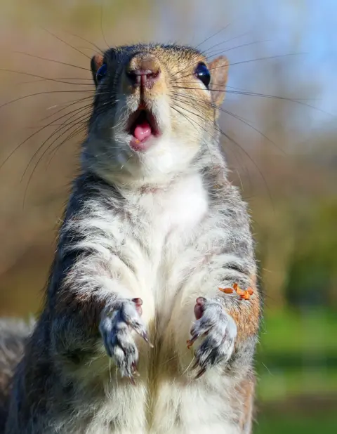 Adrian Plumb A grey squirrel captured in a close‑up pose with its mouth open slightly, forepaws raised, and bright sunlight illuminating its fur.