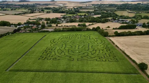 Andy Roberts/BBC An aerial view of the early stages of a maze being grown in a green field. Its intricate shape creates the image of a cow when viewed from high above.