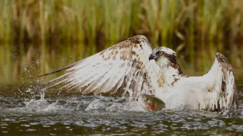 John Watt An osprey splashes through shallow water as it captures a fish in its talons. Water droplets spray around the bird’s outstretched wings, with reeds forming a natural backdrop.