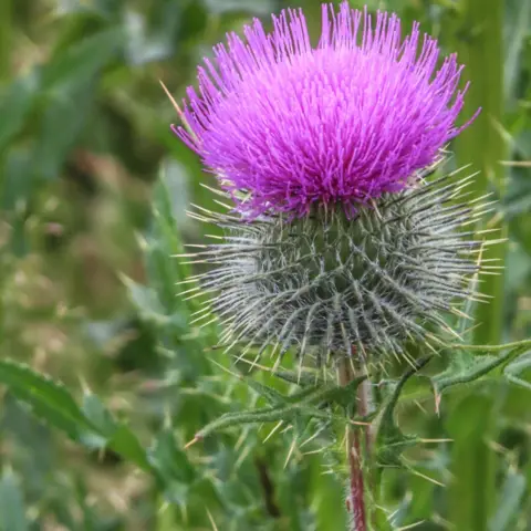 John Dyer A close-up photograph of a bright purple thistle bloom with a spiky, silver-green flower head and thorny stem, surrounded by soft-focus green foliage.