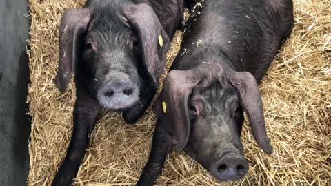 Two dark-coloured pigs with long floppy ears lying on a bed of straw inside an enclosure.