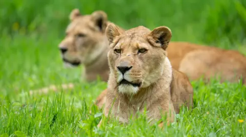 Will Burrard-Lucas Two lions sit comfortably on grass on a sunny day.