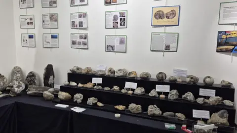 Sally Hollingworth A black table with a selection of fossils laid across it. There are fact sheets displayed on the wall with information about the fossils.