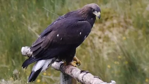 a golden eagle perched on a fence