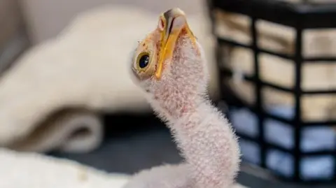 Chester Zoo A small secretarybird chick with sparse white down and a long pink neck sits in a keeper’s hands.