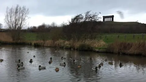 Herrington Country Park. There is a large pond with ducks floating on it, with a green field and hill beyond atop which sits the Penshaw monument, a large structure made of big stone columns.