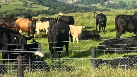 Steven Crabtree A sunny field full of cows, half of which are lying down. The cows are mix of black, black and white and tan coloured. 