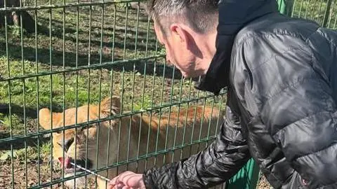 Man in black puffa jacket with short dark hair is feeding a female lion a piece of meat on a stick through the grille of a cage