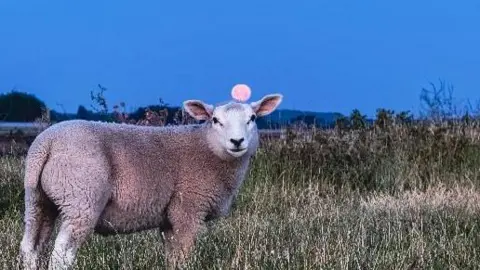 Benzla A sheep in a field looking nonplussed with an orange moon hanging just above his head