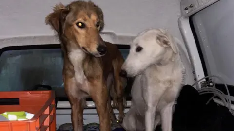 Two dogs standing next to each other. One is brown and is slightly taller than the white dog. They are both inside the back of a van, which is white on the inside. Around them on the floor is an orange crate with a fluorescent jacket and there are also bottles of water.