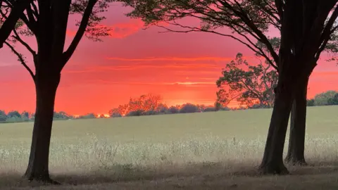 Alan Mutton The sky is a bright pinkish colour in this picture taken between two small trees in a field. 