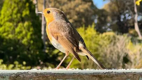 Fiona A robin standing on a wooden fence
