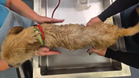 Antrim and Newtownabbey Borough Council A bird eye view of a dirty blonde terrier cross dog. He has a yellow lead around his neck as two vets hold him from either side as he sits in a sink. 