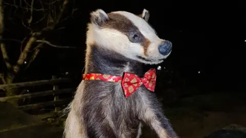 Glen Rothay and Badger Bar Facebook A stuffed badger model with a red Christmas print dixie bow tie.