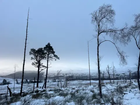 More bleak looking trees against some mountains.