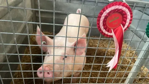 A pig is shown inside a fenced-off pig pen. A red rosette reading "2nd" is tied to the bars.