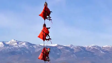 Deer being airlifted