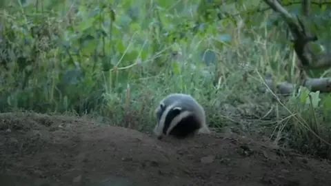 Badger