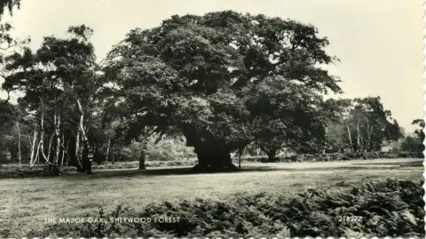 Inspire Picture Archive A black and white image of the Major Oak