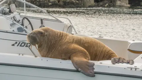 Clonakilty Distillery Wally the walrus on a boat