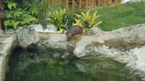 Sea Life Weymouth Otters