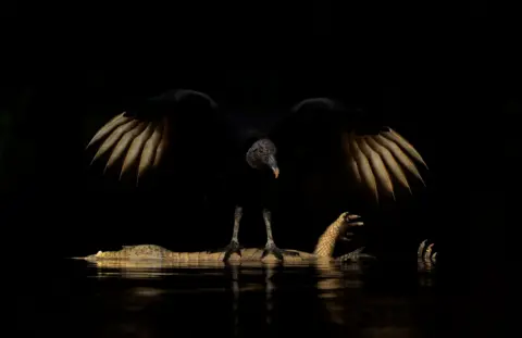 Andrew Parkinson A black vulture stands in shallow water with both wings fully spread over the carcass of a yacaré caiman. Parts of the caiman’s body emerge from the surrounding darkness, with the almost black background.
