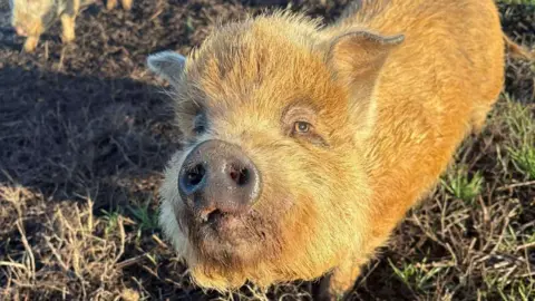 Triovet A ginger coloured pig is looking at the camera. He has little eyes and a big snout and is stood in a stubbly field